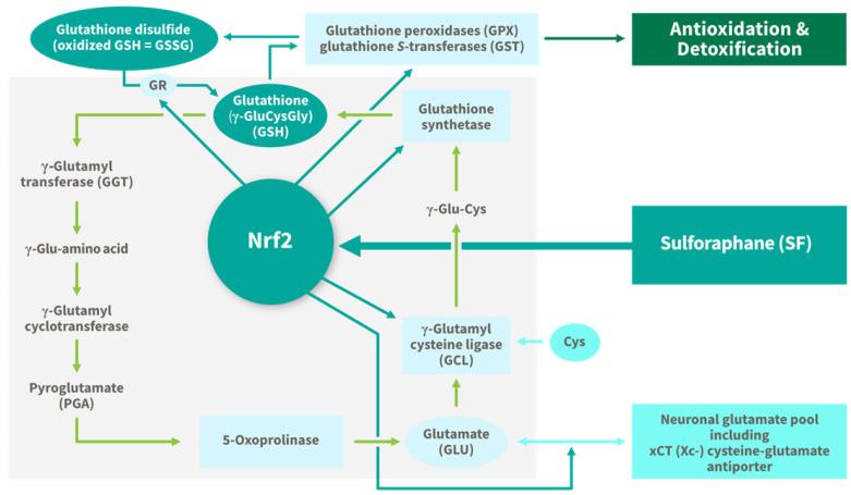 https://cdn.ncbi.nlm.nih.gov/pmc/blobs/e11d/12030691/95b1b308da4c/nutrients-17-01353-g007.jpg