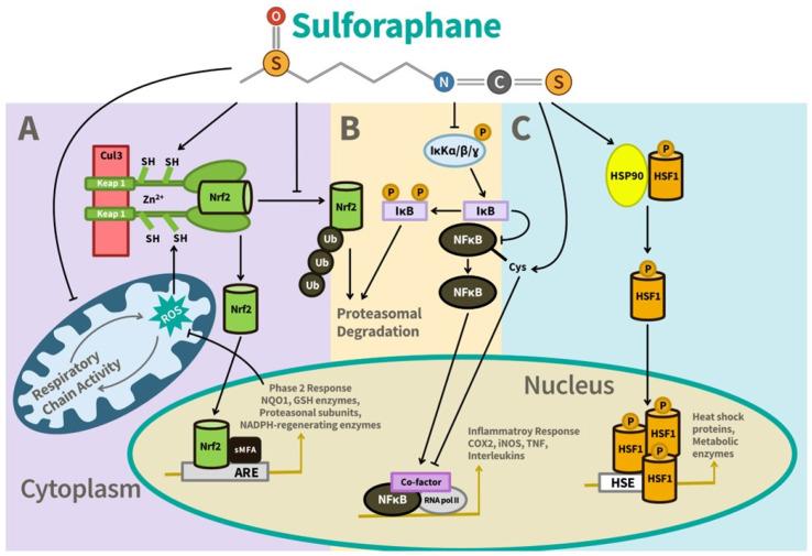 https://cdn.ncbi.nlm.nih.gov/pmc/blobs/e11d/12030691/e590f196ba9e/nutrients-17-01353-g005.jpg