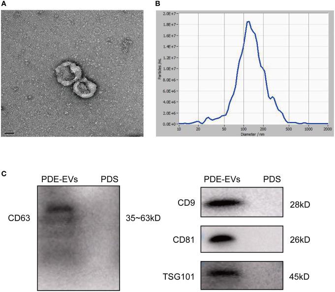 https://cdn.ncbi.nlm.nih.gov/pmc/blobs/e11d/8866190/7f2c220366b3/fimmu-13-824278-g001.jpg