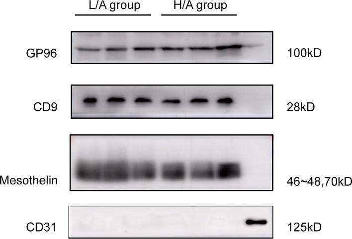 https://cdn.ncbi.nlm.nih.gov/pmc/blobs/e11d/8866190/efaadf47b7ab/fimmu-13-824278-g003.jpg
