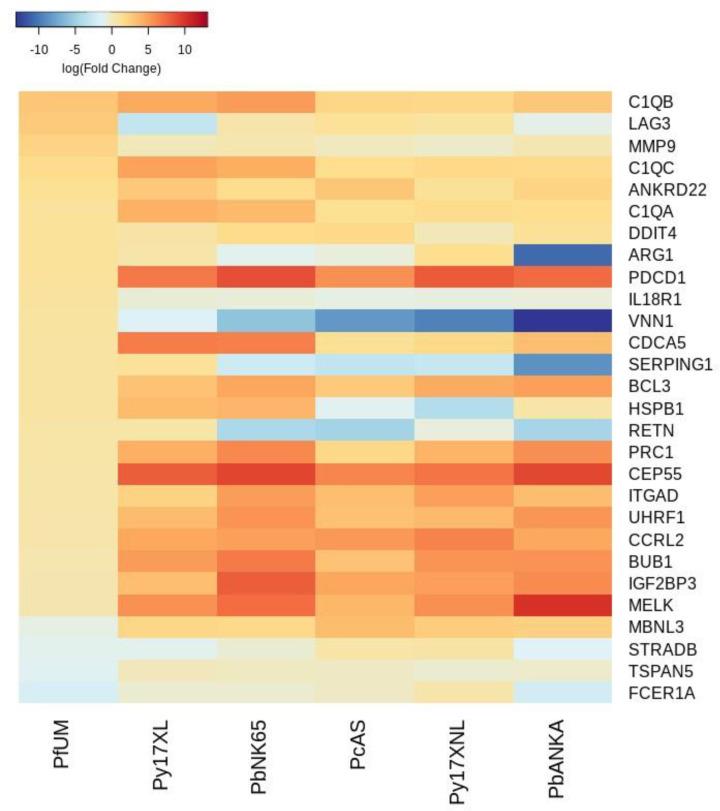 https://cdn.ncbi.nlm.nih.gov/pmc/blobs/e11f/8747512/a5bc362a30ae/elife-70763-fig2-figsupp1.jpg