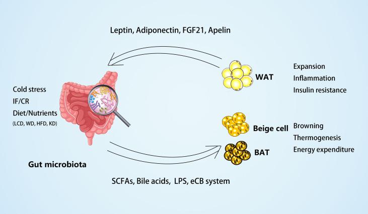 https://cdn.ncbi.nlm.nih.gov/pmc/blobs/e120/9294175/714d5ee5247c/fendo-13-908868-g001.jpg