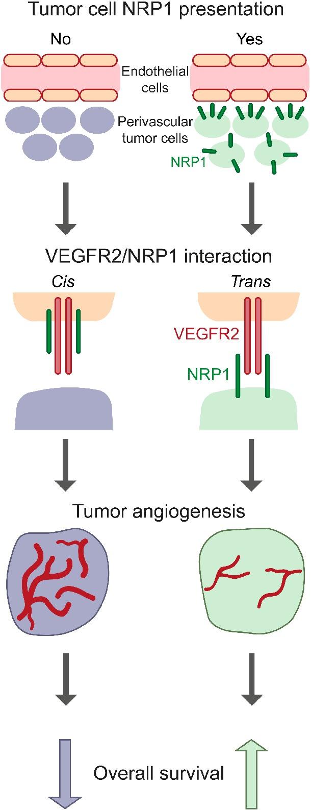 https://cdn.ncbi.nlm.nih.gov/pmc/blobs/e123/7155095/4595637fc462/PATH-250-387-g004.jpg