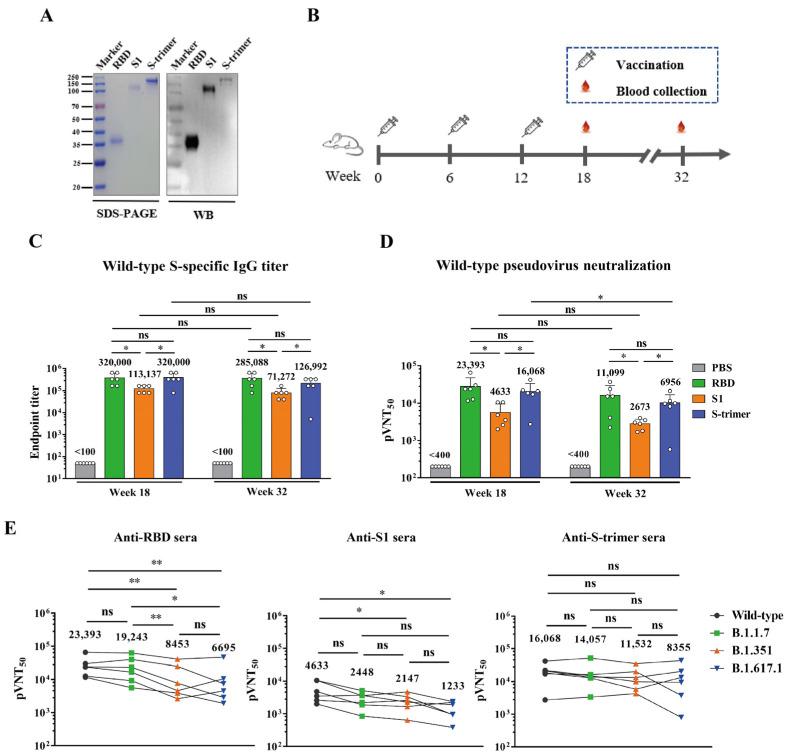 https://cdn.ncbi.nlm.nih.gov/pmc/blobs/e124/8402859/73d2fe0a7b97/viruses-13-01421-g001.jpg