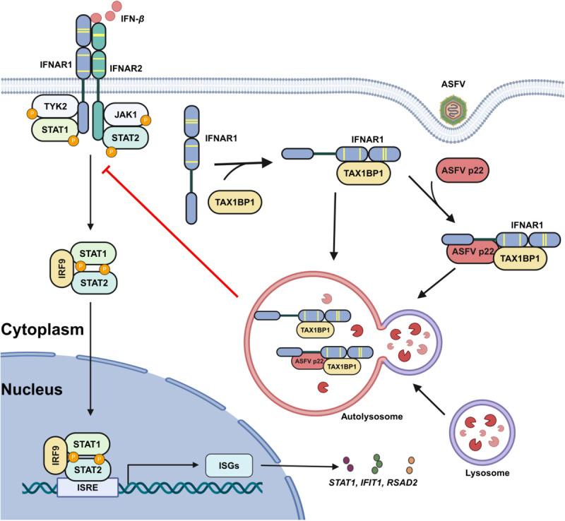 https://cdn.ncbi.nlm.nih.gov/pmc/blobs/e12a/12266391/9473efae823c/ppat.1013319.g009.jpg