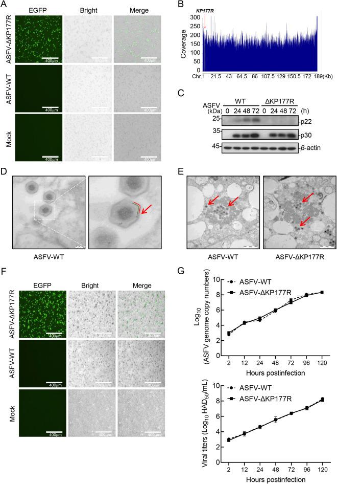https://cdn.ncbi.nlm.nih.gov/pmc/blobs/e12a/12266391/e82133b3f024/ppat.1013319.g001.jpg