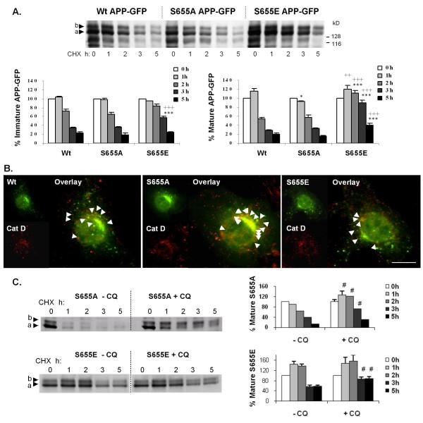 https://cdn.ncbi.nlm.nih.gov/pmc/blobs/e12a/2994555/bbabc9585ecd/1750-1326-5-40-4.jpg