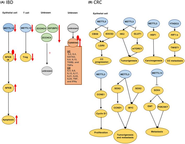 https://cdn.ncbi.nlm.nih.gov/pmc/blobs/e12b/10920996/4cdfc1475323/CAS-115-723-g002.jpg