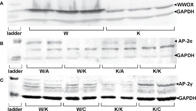 https://cdn.ncbi.nlm.nih.gov/pmc/blobs/e12c/7947623/40b5b5022974/fonc-11-621060-g001.jpg