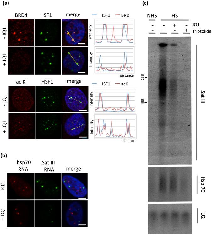 https://cdn.ncbi.nlm.nih.gov/pmc/blobs/e131/5511177/1c790355fcd6/41598_2017_5343_Fig6_HTML.jpg