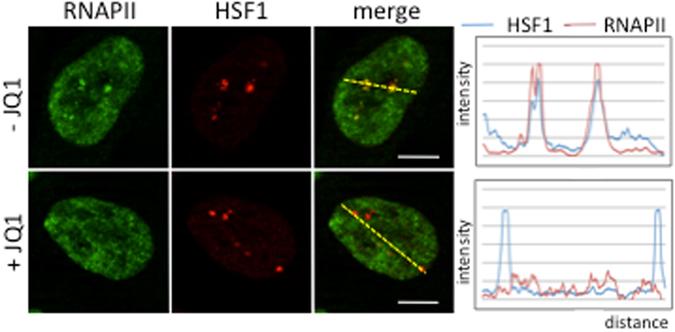 https://cdn.ncbi.nlm.nih.gov/pmc/blobs/e131/5511177/a42b0b540649/41598_2017_5343_Fig7_HTML.jpg