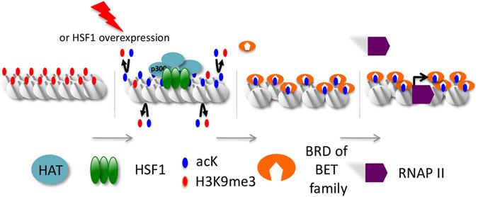 https://cdn.ncbi.nlm.nih.gov/pmc/blobs/e131/5511177/c2b0a6f729cc/41598_2017_5343_Fig8_HTML.jpg