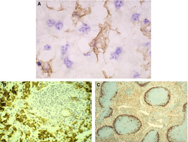 https://cdn.ncbi.nlm.nih.gov/pmc/blobs/e132/4231239/4b7315adf760/imr0262-0036-f1.jpg