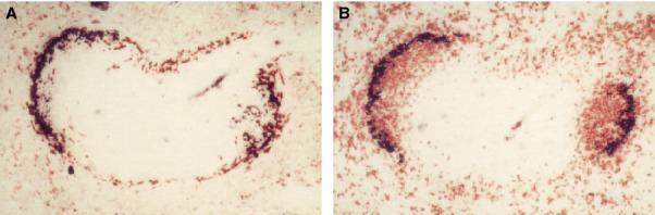 https://cdn.ncbi.nlm.nih.gov/pmc/blobs/e132/4231239/65856219159d/imr0262-0036-f2.jpg