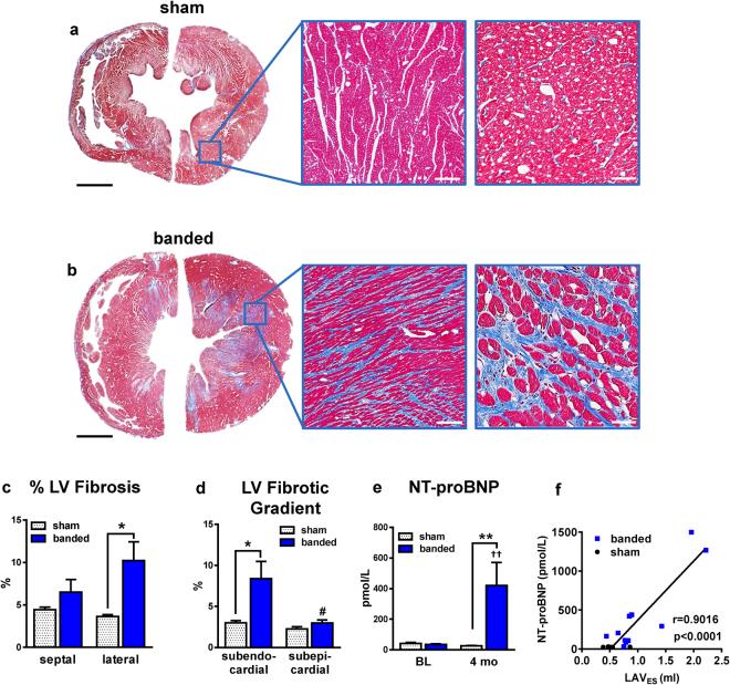 https://cdn.ncbi.nlm.nih.gov/pmc/blobs/e135/5707379/c6ad9497a083/41598_2017_15851_Fig4_HTML.jpg