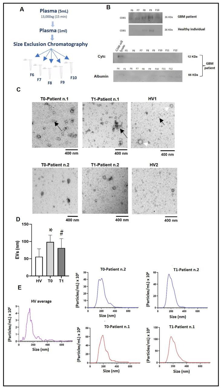 https://cdn.ncbi.nlm.nih.gov/pmc/blobs/e137/10969952/2775a720e517/ijms-25-03415-g001.jpg
