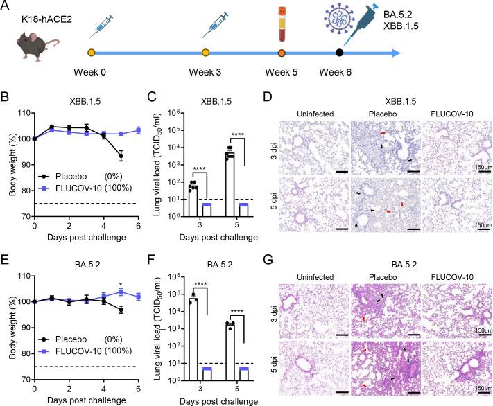 https://cdn.ncbi.nlm.nih.gov/pmc/blobs/e137/11389412/0cd363fd57de/mbio.00668-24.f005.jpg