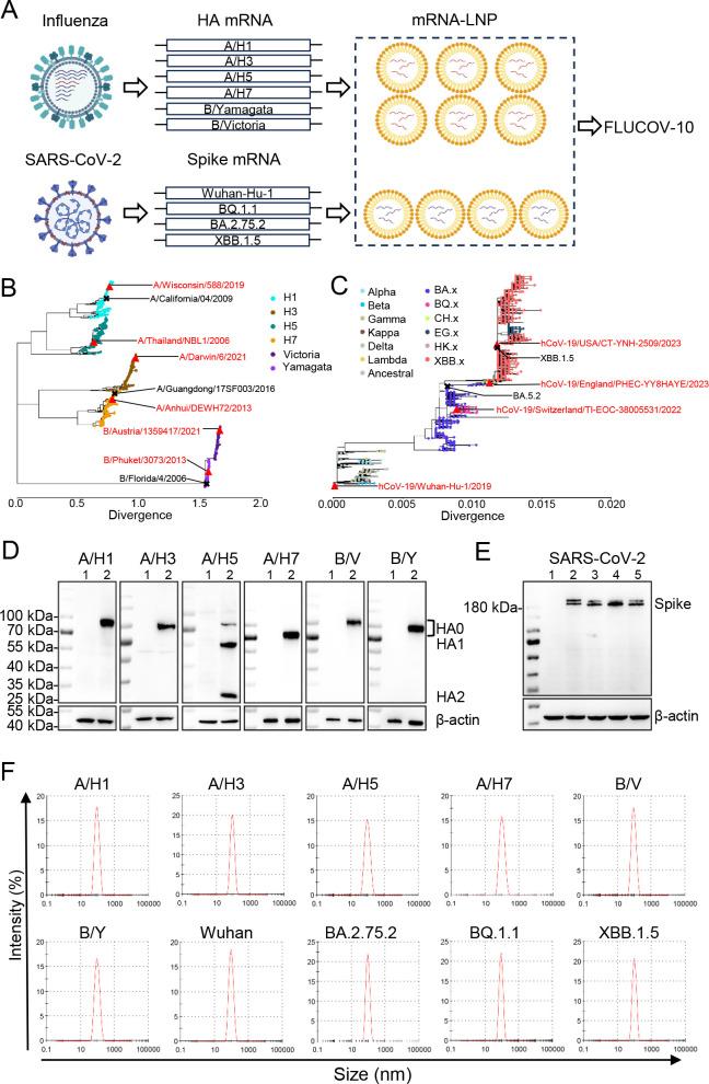 https://cdn.ncbi.nlm.nih.gov/pmc/blobs/e137/11389412/90acf5eb21a3/mbio.00668-24.f001.jpg