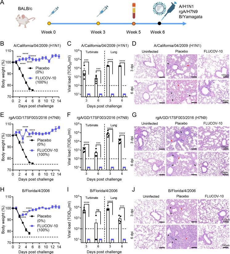 https://cdn.ncbi.nlm.nih.gov/pmc/blobs/e137/11389412/d963f2f7c02b/mbio.00668-24.f004.jpg
