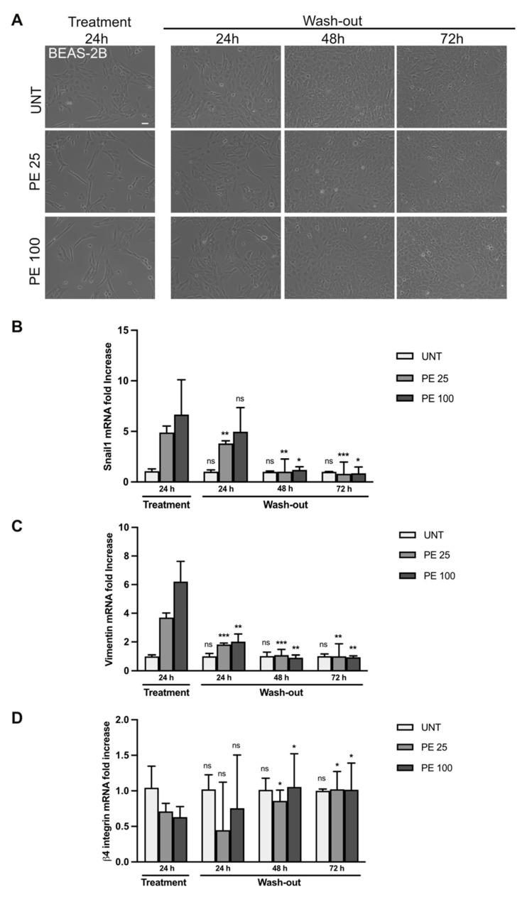 https://cdn.ncbi.nlm.nih.gov/pmc/blobs/e13a/11432389/f2fac9dbd3b5/ijms-25-10168-g006.jpg