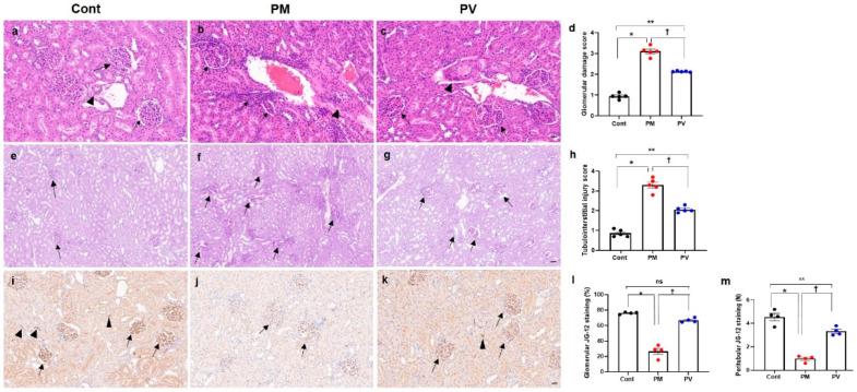 https://cdn.ncbi.nlm.nih.gov/pmc/blobs/e13b/12109430/8263300b1348/biomedicines-13-01166-g003.jpg