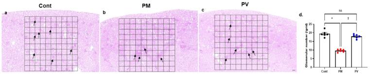 https://cdn.ncbi.nlm.nih.gov/pmc/blobs/e13b/12109430/d253bdc781dc/biomedicines-13-01166-g008.jpg