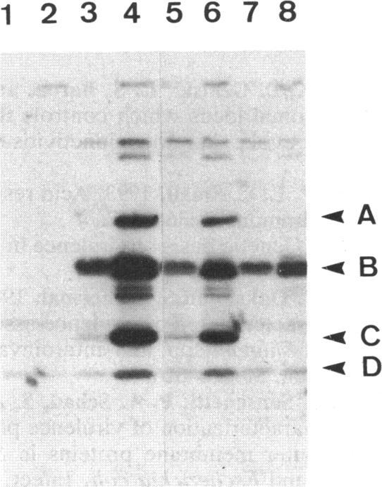 https://cdn.ncbi.nlm.nih.gov/pmc/blobs/e13c/204934/1b14ad35f6a0/jbacter00057-0255-a.jpg