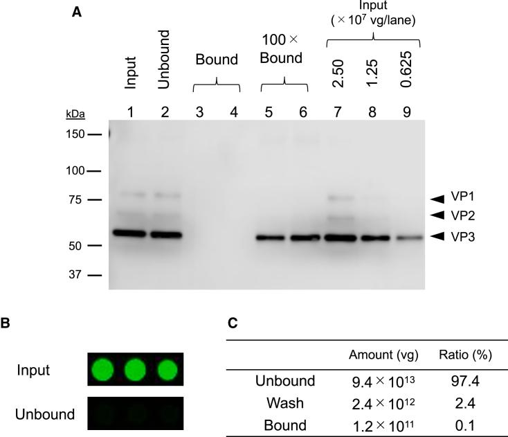 https://cdn.ncbi.nlm.nih.gov/pmc/blobs/e13d/11107246/e954b16f8bb6/gr3.jpg