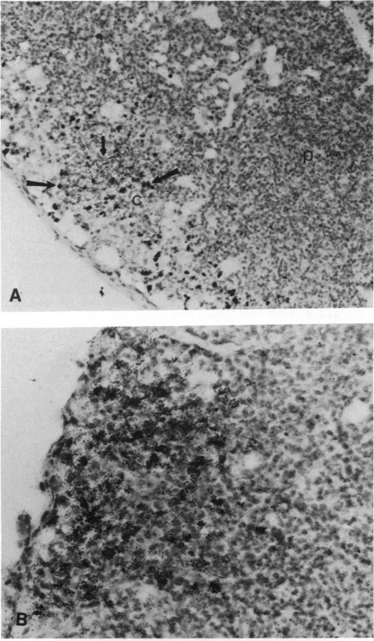 https://cdn.ncbi.nlm.nih.gov/pmc/blobs/e142/1454438/77cea2ea4981/immunology00207-0182-a.jpg