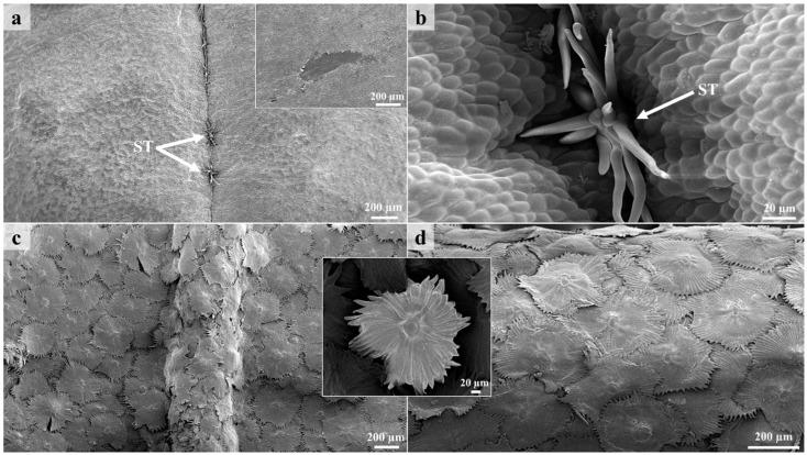 https://cdn.ncbi.nlm.nih.gov/pmc/blobs/e147/9964807/3233e3dde036/plants-12-00772-g002.jpg