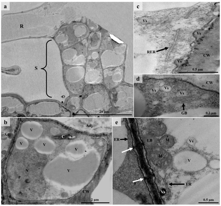 https://cdn.ncbi.nlm.nih.gov/pmc/blobs/e147/9964807/38102ce0461d/plants-12-00772-g009.jpg