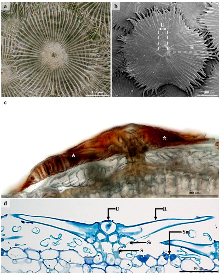 https://cdn.ncbi.nlm.nih.gov/pmc/blobs/e147/9964807/78aee6591cd4/plants-12-00772-g003.jpg