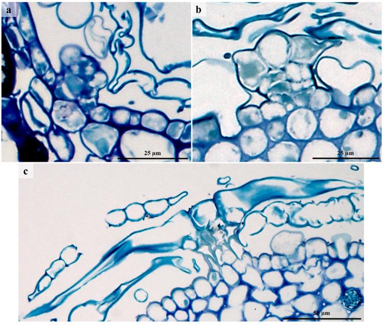 https://cdn.ncbi.nlm.nih.gov/pmc/blobs/e147/9964807/d5a80b2023a0/plants-12-00772-g004.jpg