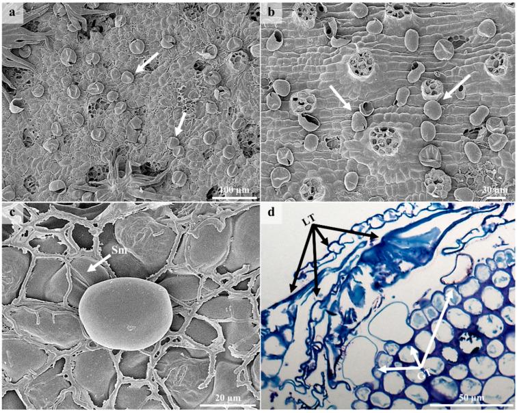 https://cdn.ncbi.nlm.nih.gov/pmc/blobs/e147/9964807/ffbc5cec1060/plants-12-00772-g005.jpg