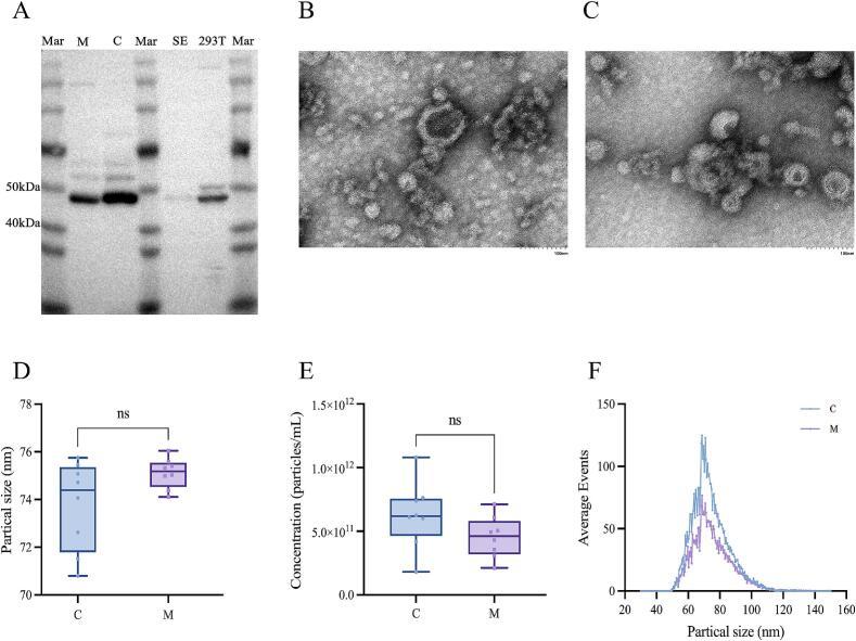 https://cdn.ncbi.nlm.nih.gov/pmc/blobs/e149/12369441/52b3ee37f573/gr1.jpg