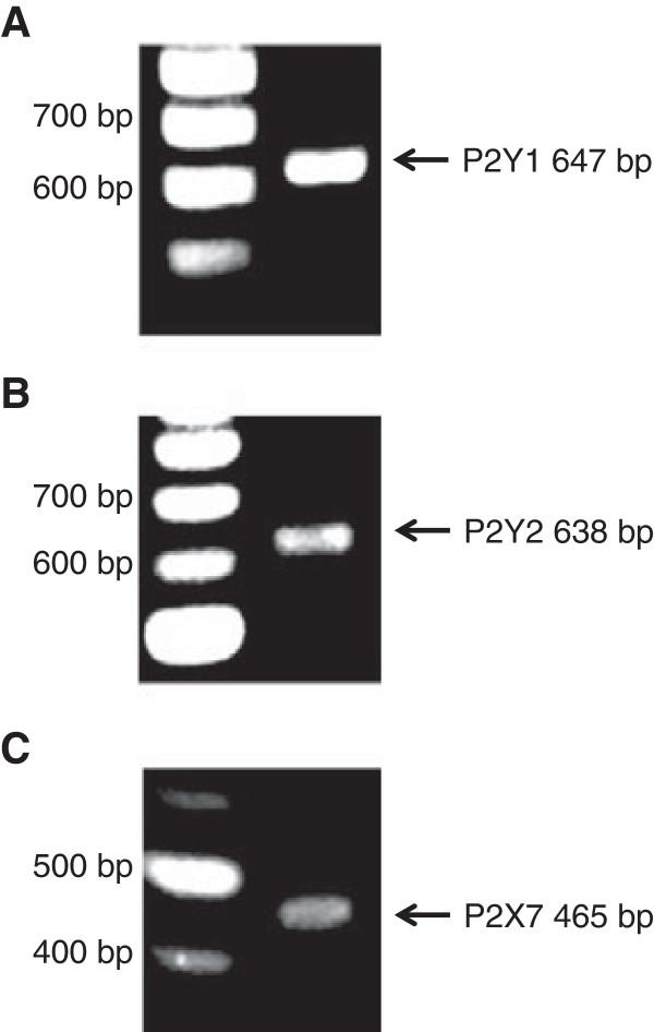 https://cdn.ncbi.nlm.nih.gov/pmc/blobs/e14e/3903030/7f66c4ee0600/1471-2202-15-18-4.jpg