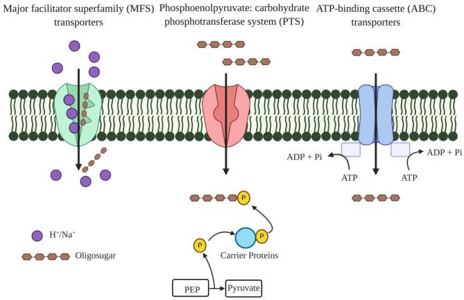 https://cdn.ncbi.nlm.nih.gov/pmc/blobs/e150/8353096/3cfbf80f7492/fnut-08-670817-g0002.jpg