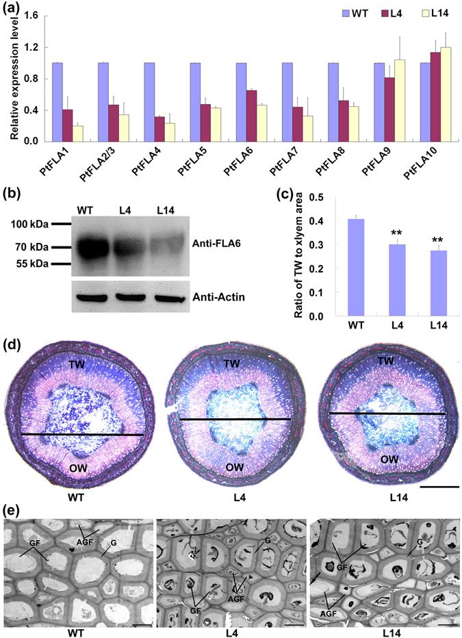 https://cdn.ncbi.nlm.nih.gov/pmc/blobs/e158/5522414/5cfe85037f00/41598_2017_6473_Fig4_HTML.jpg