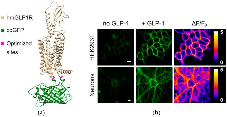 https://cdn.ncbi.nlm.nih.gov/pmc/blobs/e15f/12110622/ce558659d761/biosensors-15-00312-g005.jpg
