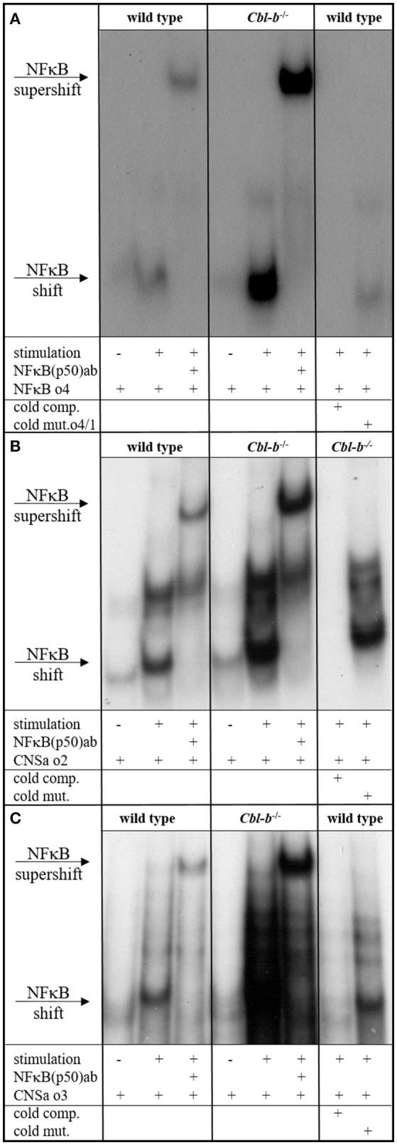 https://cdn.ncbi.nlm.nih.gov/pmc/blobs/e161/6186797/0f9f10b23021/fimmu-09-02311-g0002.jpg