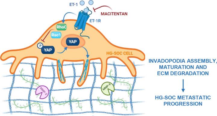 https://cdn.ncbi.nlm.nih.gov/pmc/blobs/e163/11609349/6f15094c864a/bsr-44-bsr20241320-g5.jpg