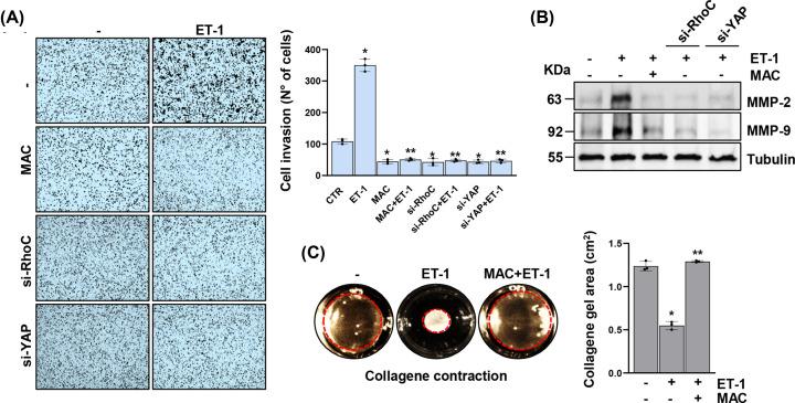 https://cdn.ncbi.nlm.nih.gov/pmc/blobs/e163/11609349/a2509027d807/bsr-44-bsr20241320-g3.jpg