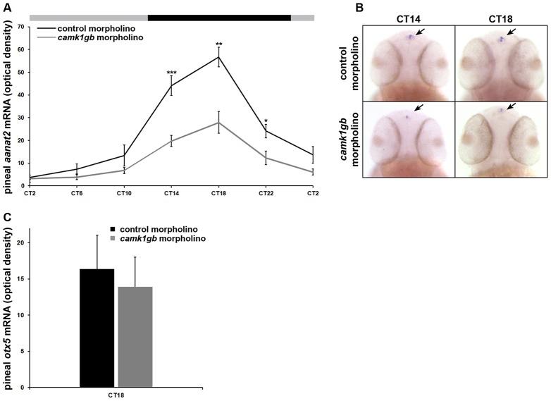 https://cdn.ncbi.nlm.nih.gov/pmc/blobs/e16b/3527293/46a8d514141f/pgen.1003116.g005.jpg