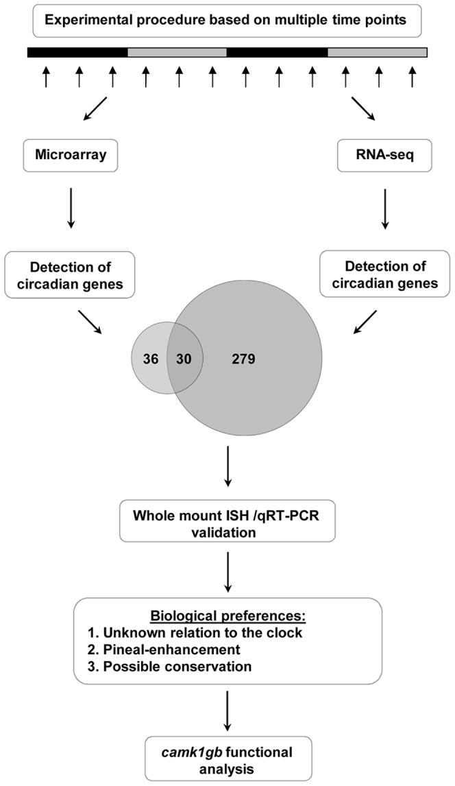 https://cdn.ncbi.nlm.nih.gov/pmc/blobs/e16b/3527293/d19f52e036f2/pgen.1003116.g001.jpg
