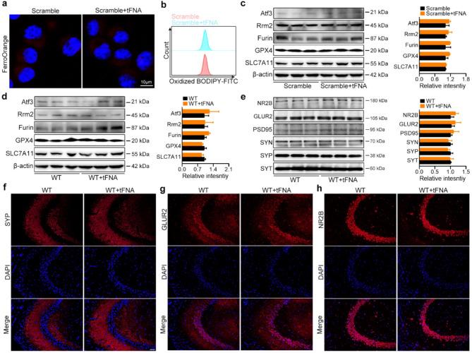https://cdn.ncbi.nlm.nih.gov/pmc/blobs/e16e/11542373/095521d17c3a/12951_2024_2963_Fig8_HTML.jpg