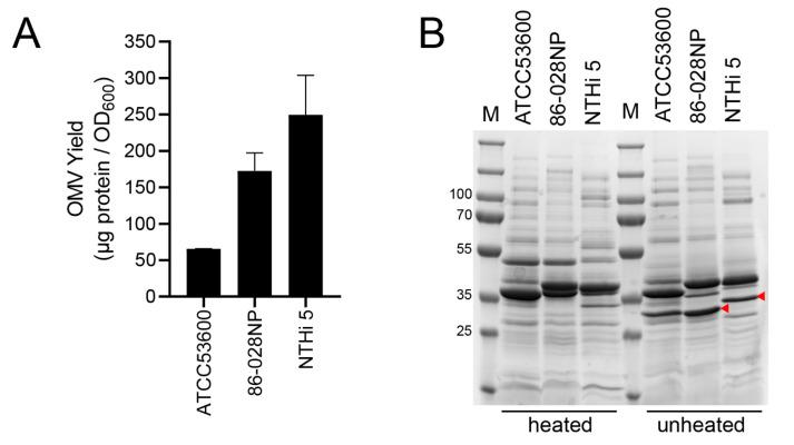 https://cdn.ncbi.nlm.nih.gov/pmc/blobs/e176/10143165/13dc6345d3ba/mps-06-00042-g001.jpg