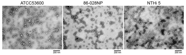 https://cdn.ncbi.nlm.nih.gov/pmc/blobs/e176/10143165/c1221f72338e/mps-06-00042-g002.jpg