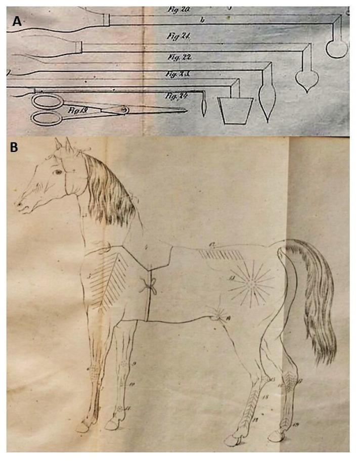 https://cdn.ncbi.nlm.nih.gov/pmc/blobs/e176/7552192/164918273baf/animals-10-01487-g006.jpg