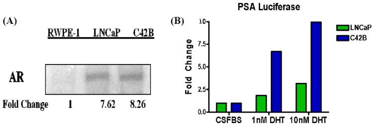 https://cdn.ncbi.nlm.nih.gov/pmc/blobs/e17b/3835133/170d44d128f3/cancers-02-01354-g007.jpg