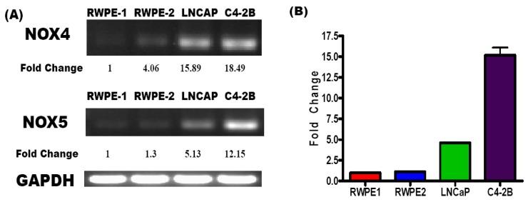 https://cdn.ncbi.nlm.nih.gov/pmc/blobs/e17b/3835133/b61712af9ee2/cancers-02-01354-g001.jpg